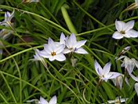 Ipheion uniflorum (fam. Alliacees) (Amerique du sud) (2) (Photo F. Mrugala)